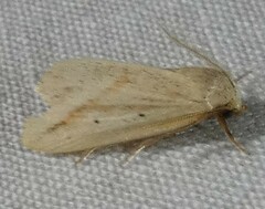 Amolita obliqua