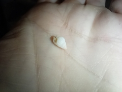 Gastropoda