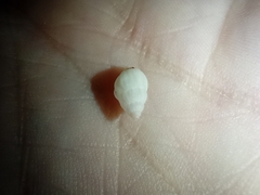 Gastropoda