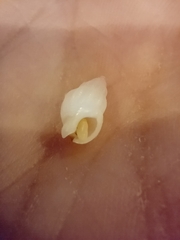Gastropoda
