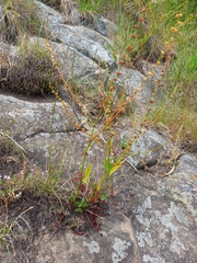 Rumex brownii
