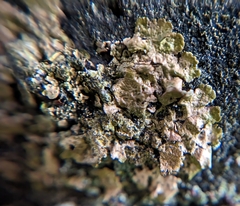 Melanelixia subaurifera