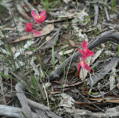 Thelymitra × macmillanii