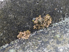 Melanelixia subaurifera