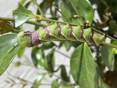 Psilogramma casuarinae