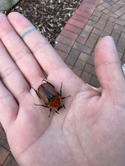 Diaphonia xanthopyga