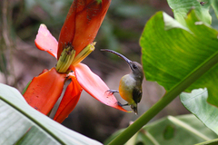 Arachnothera longirostra