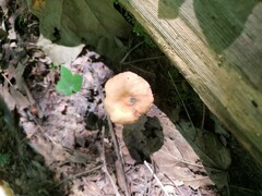 Lactarius subserifluus