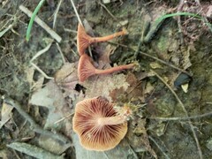 Lactarius subserifluus