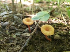 Lactarius subserifluus