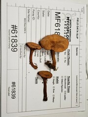 Lactarius subserifluus