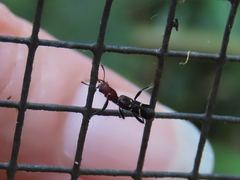 Tarsostenodes simulator