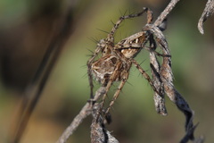 Oxyopes heterophthalmus
