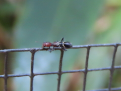 Tarsostenodes simulator