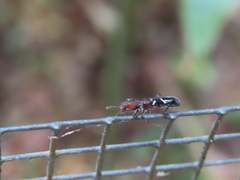 Tarsostenodes simulator