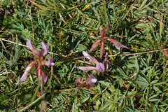Trifolium polyphyllum
