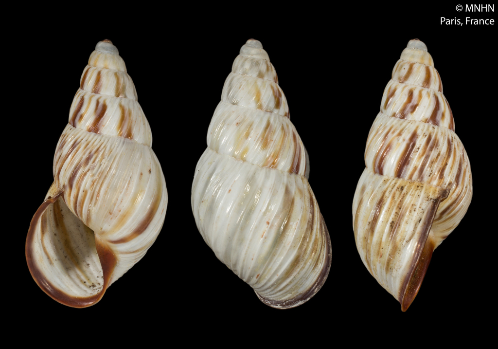 Amphidromus begini