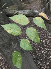 Planera aquatica