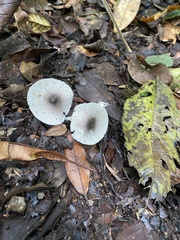 Lepiota atrodisca