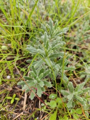 Ajuga iva