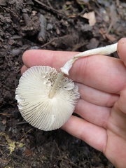 Lepiota atrodisca