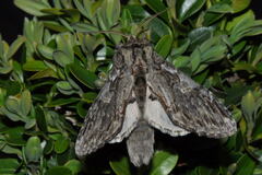 Peridea anceps