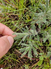 Ajuga iva