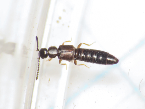 Subgenus Anopleta · iNaturalist