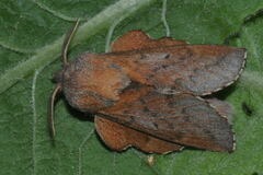 Phyllodesma tremulifolia