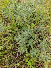 Ajuga iva