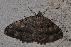 Triphosa dubitata