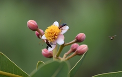 Oxymerus basalis