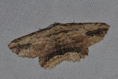 Menophra abruptaria