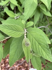 Varronia leucocephala