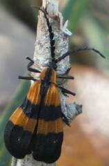 Calopteron discrepans