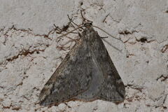 Alsophila aescularia