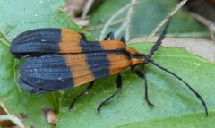 Calopteron discrepans