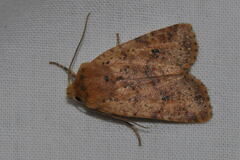 Conistra rubiginea
