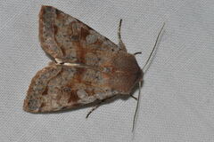 Orthosia incerta