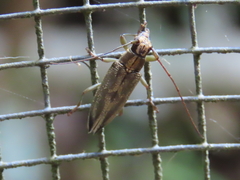 Temnosternus planiusculus