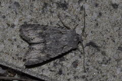 Lithophane ornitopus