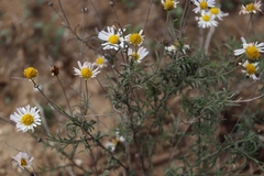 Erigeron modestus