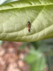 Pseudomyrmex