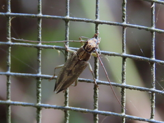 Temnosternus planiusculus