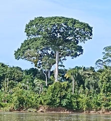 Ceiba
