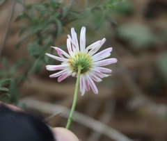 Erigeron modestus