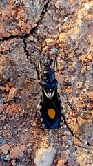 Rasahus hamatus
