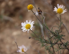 Erigeron modestus