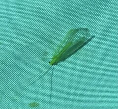 Chrysopa nigricornis