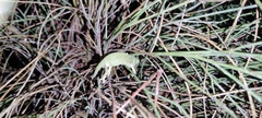 Chamaeleo chamaeleon chamaeleon